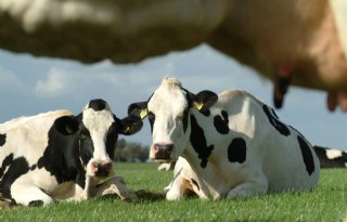Coronacrisis treft Europese melkveesector
