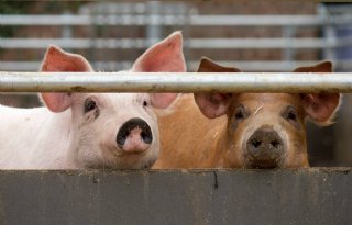 Afrikaanse varkenspest bij biologische varkens Duitsland