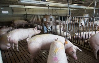 Steeds minder Duitse varkens; Britten slachten steeds meer