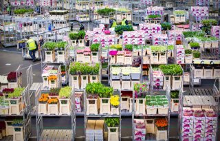 Exportwaarde bloemen en planten daalt 10 procent in januari