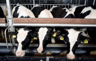 COV wil extra steun voor vleeskalverhouders