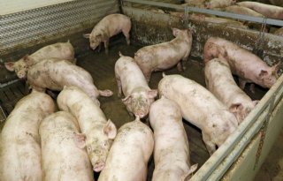 Nieuw gereedschap in strijd tegen PIA-infectie varkens