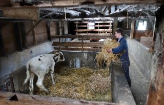Bedrijfsopvolger bruist van ideeën voor melkveebedrijf