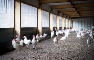 België stelt ophokplicht in voor pluimvee