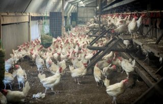 Vogelgriep vastgesteld bij pluimveebedrijf in Sint-Oedenrode