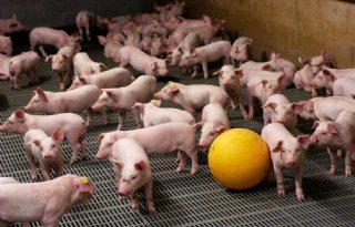 Dutch Pork Expo uitgesteld tot april 2021