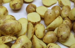 Nederlandse consument eet minder aardappelen