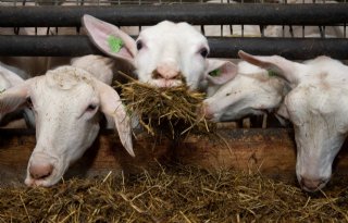 Zoutintoxicatie bij geiten kan zorgen voor ziekte CCN