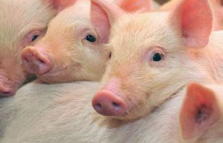 Minder+varkensbedrijven+en+varkens+in+2019