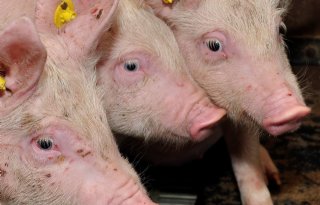 Rabobank: lichte daling productie varkensvlees