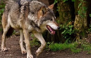 Schouten: 'Provincie aan zet bij gevaarlijke wolf'