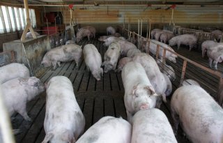 Verenigde Staten slachten weer meer varkens