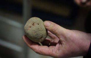 Chipsaardappelen telen is uitdaging voor Nieuwhof