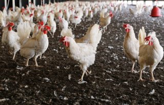 Meer mogelijk voor fijnstofarme kippenstal