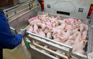 POV: 'Aanbod varkens blijft hoog'