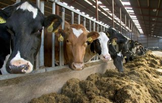 LTO Melkveehouderij: bij voermaatregel is praktijk vergeten