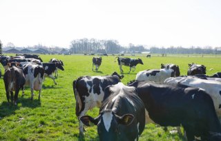 Gelderland: wel stikstofruimte verleasen, niet extern salderen