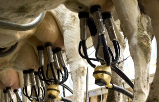 Gemiddeld Koeien &amp; Kansenbedrijf heeft geen fosfaatoverschot