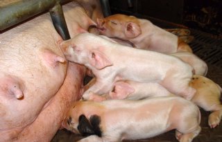 Afwikkeling saneringsregeling varkens vertraagd