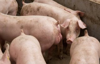 Nieuwe welzijnscoaches helpen varkenshouders bij welzijnscheck