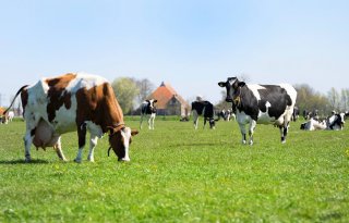 Steeds minder melkveebedrijven en melkkoeien in Nederland