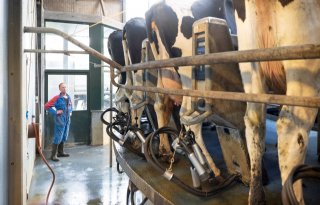Melkveehouder mag 100 kilo fosfaat leasen zonder afroming