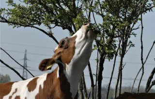 Boetes voor ruim honderd rundveehouders om kalverfraude