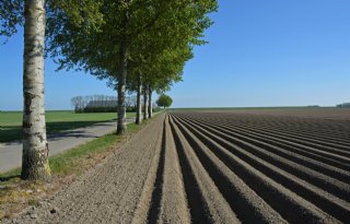 NEPG: 'Aardappelareaal moet met 5 procent dalen'