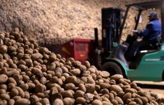 Analyse NVWA: zes Europese Q-organismen risico in aardappelen