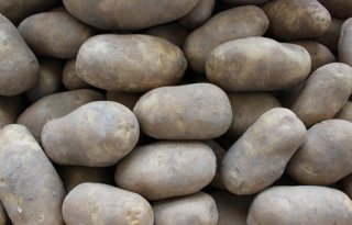 Notering fritesgeschikte aardappelen voor 2021 aangepast