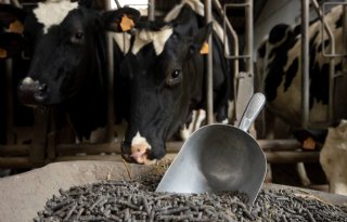 Eiwitnorm aan krachtvoer voor melkvee