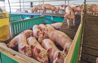 50 miljoen varkens in fokkerijdatabase Topigs Norsvin