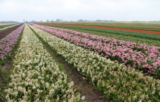 Milieuorganisatie PAN complimenteert telers: veel minder residu middelen