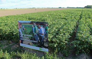 Bionext: natte zomer raakt oogst biologische aardappelen