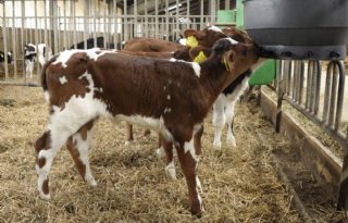 Staghouwer subsidieert samenwerking kalverhouders en melkveehouders