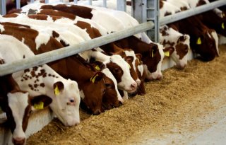 Alle bezetters kalfsvleesproducent Ekro gearresteerd