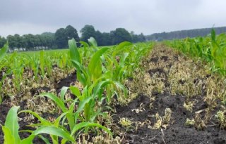 Maismeetnet: mais gaat goede kant op