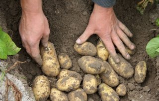 Aardappelopbrengst blijft achter bij proefrooiing Aviko