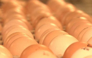 Eieren mogen naar pakstations vogelgriepgebied Altforst