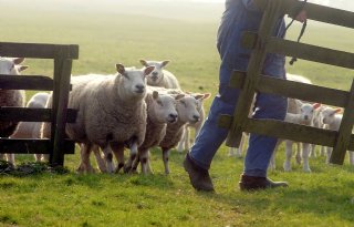 Ruim 20.000 schapen hebben fokwaarde voor wormresistentie