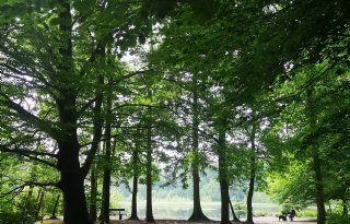 Flevoland zoekt plek voor meer bos
