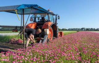 Grijpen wat je grijpen kunt in Drentse droogbloemen