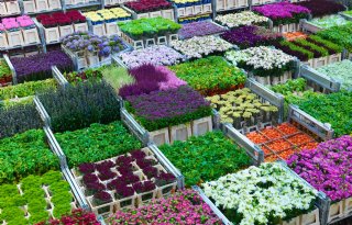 Veilingprijs bloemen en planten piekt 33 procent in juli