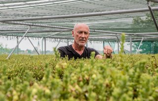 Jan Buijs ziet kansen voor hangende cranberryteelt