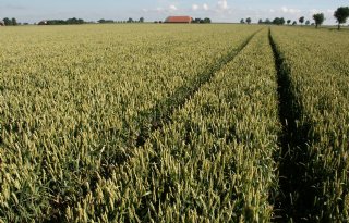 USDA positief over tarweproductie