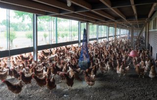 Staghouwer: Nederland telt 143 bedrijven met pluimvee en varkens