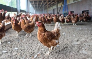 GD-dierenarts: 'Verschijnselen vogelgriep variëren'