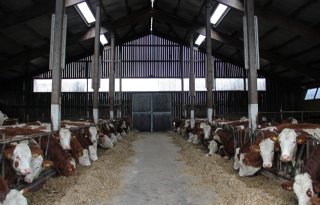 Webinar over arbo-inspecties op rund- en melkveebedrijven