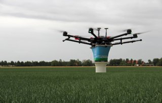 Drone brengt 3 miljoen roofmijten in uien tegen trips