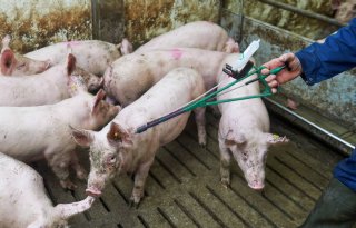 Illegale vaccins tegen Afrikaanse varkenspest in China